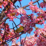 河津桜とメジロ